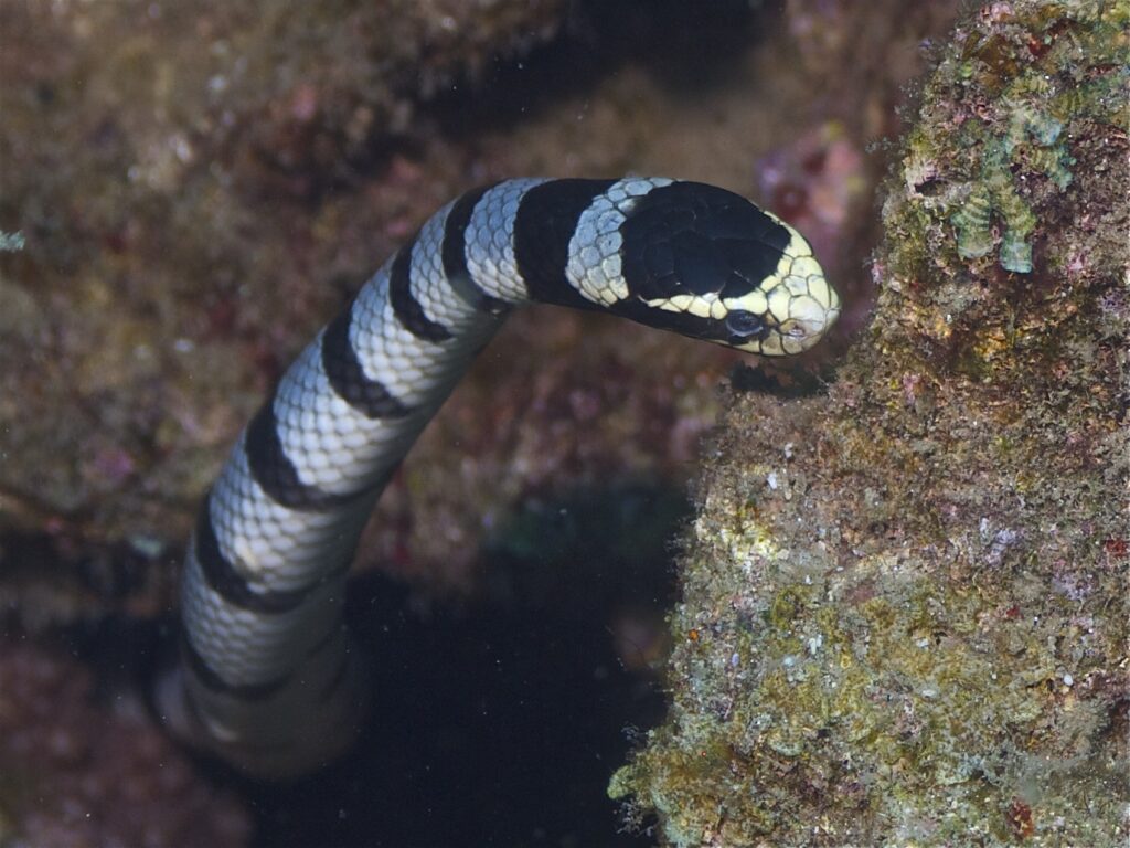 Serpiente marina tipos de serpientes