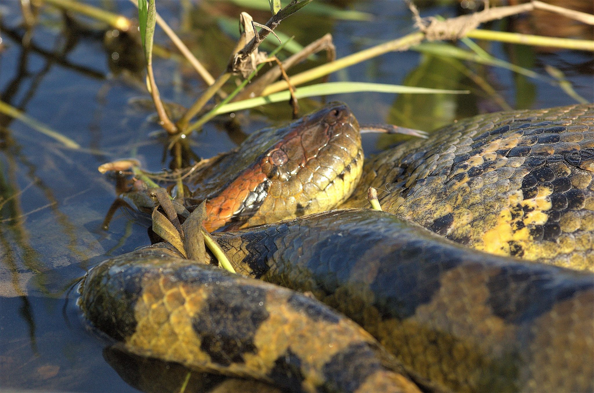 Serpiente Anaconda en el agua