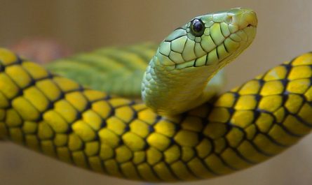 Es una foto de una serpiente verde.