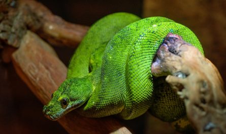 Tipos de serpientes verdes