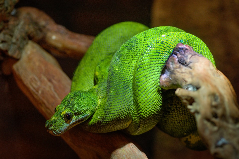 Tipos de serpientes verdes