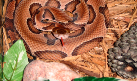 Serpiente cabeza de cobre enrollada