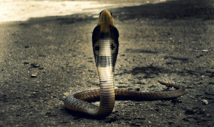 Real Cobra tipos de serpientes
