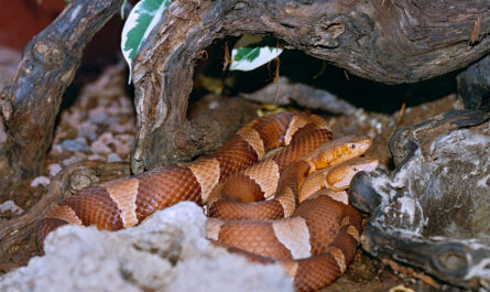 snake copperhead