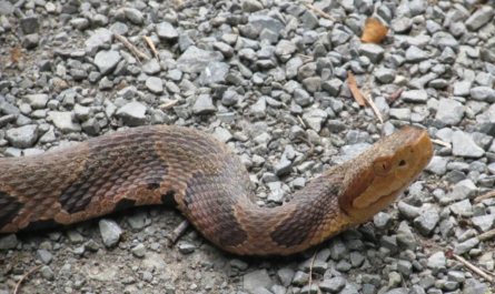 serpiente cabeza de cobre