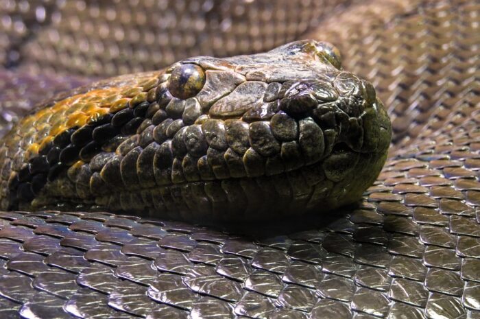 Serpiente Anaconda