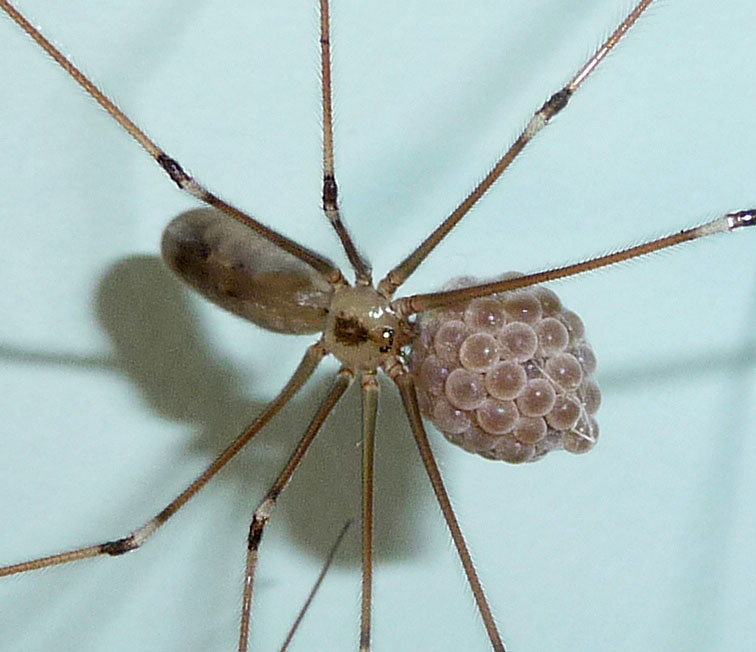 Huevos de una araña de patas largas