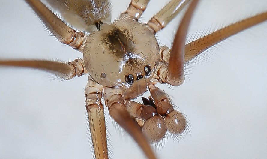 Foto de araña de patas largas