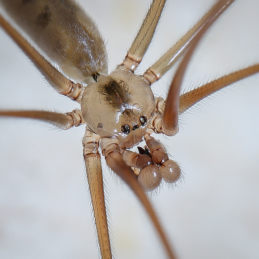 Foto de araña de patas largas