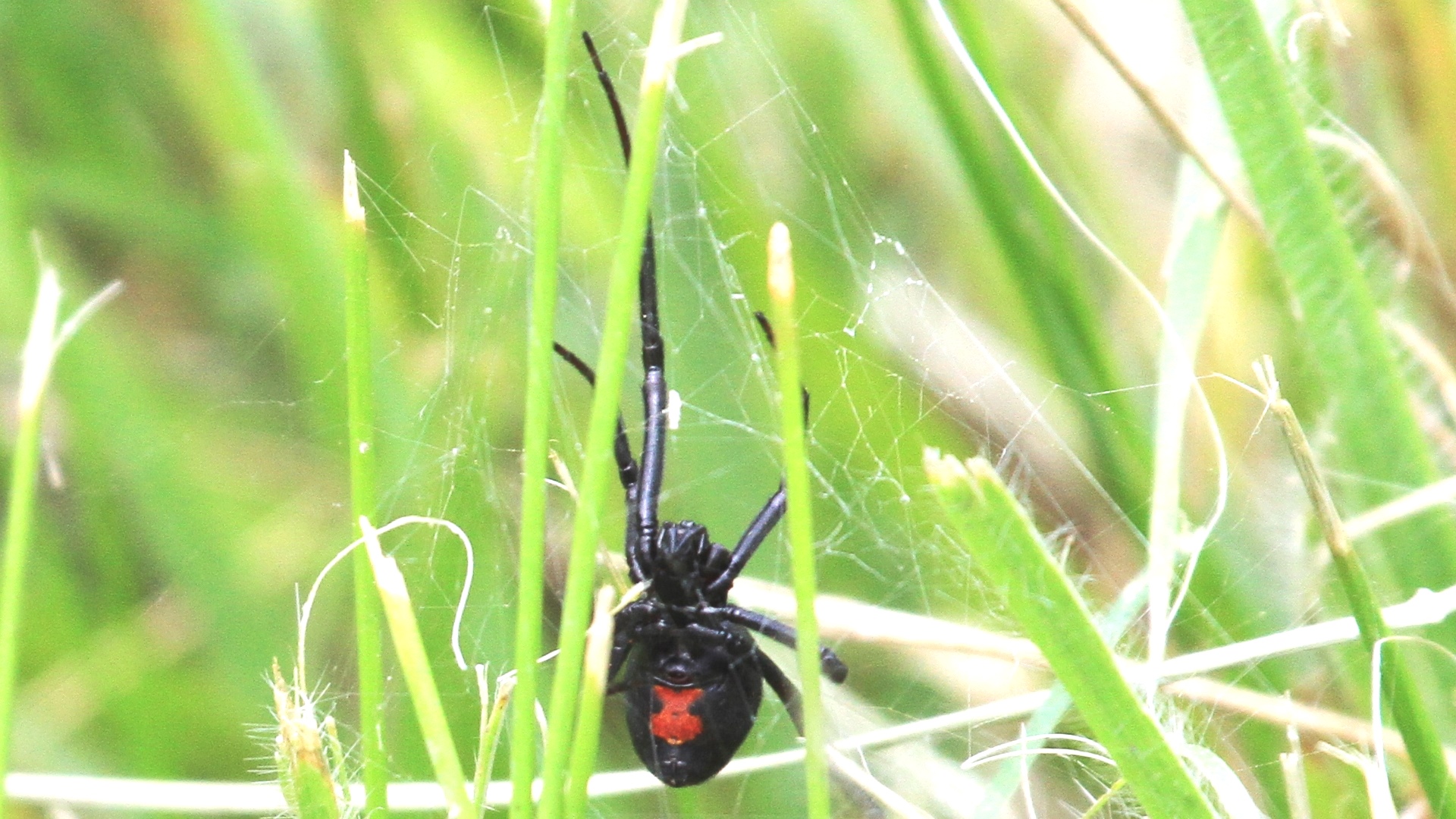 Araña Viuda Negra en pasto
