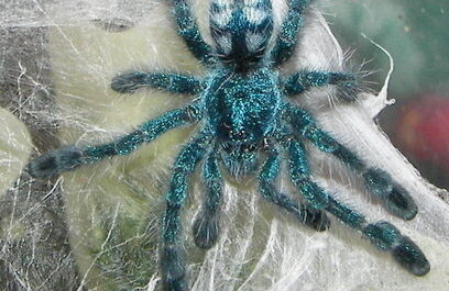 Caribena versicolor en tela de araña