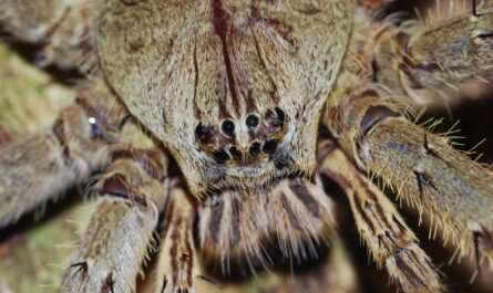 Foto de la cara de una araña cangrejo gigante.