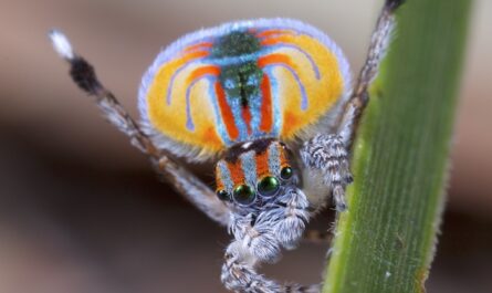 cortejo de araña pavo real