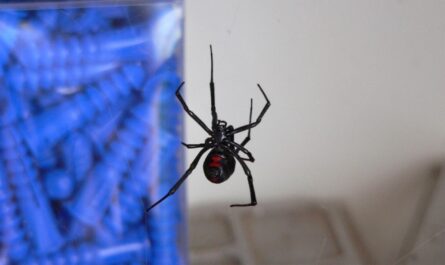 Araña viuda negra en tela de araña