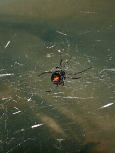 Viuda negra en su tela araña