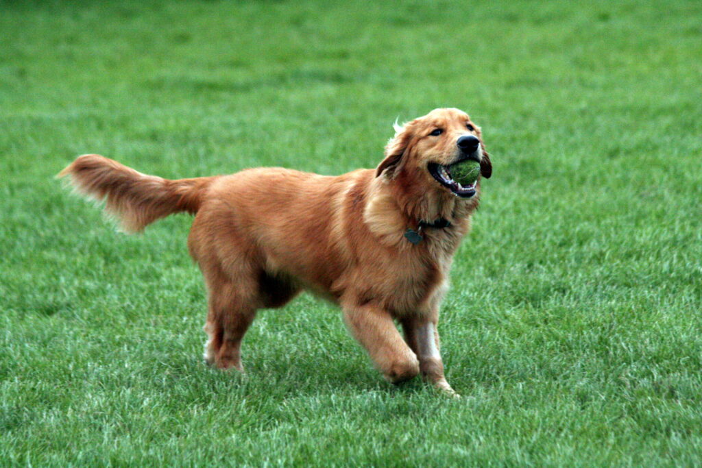 Perro Golden Retriever agarrando pelota