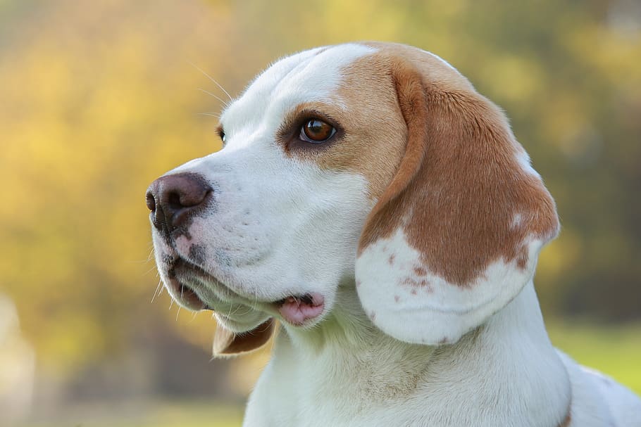 fotito de perro beagle blanco y marron de costado