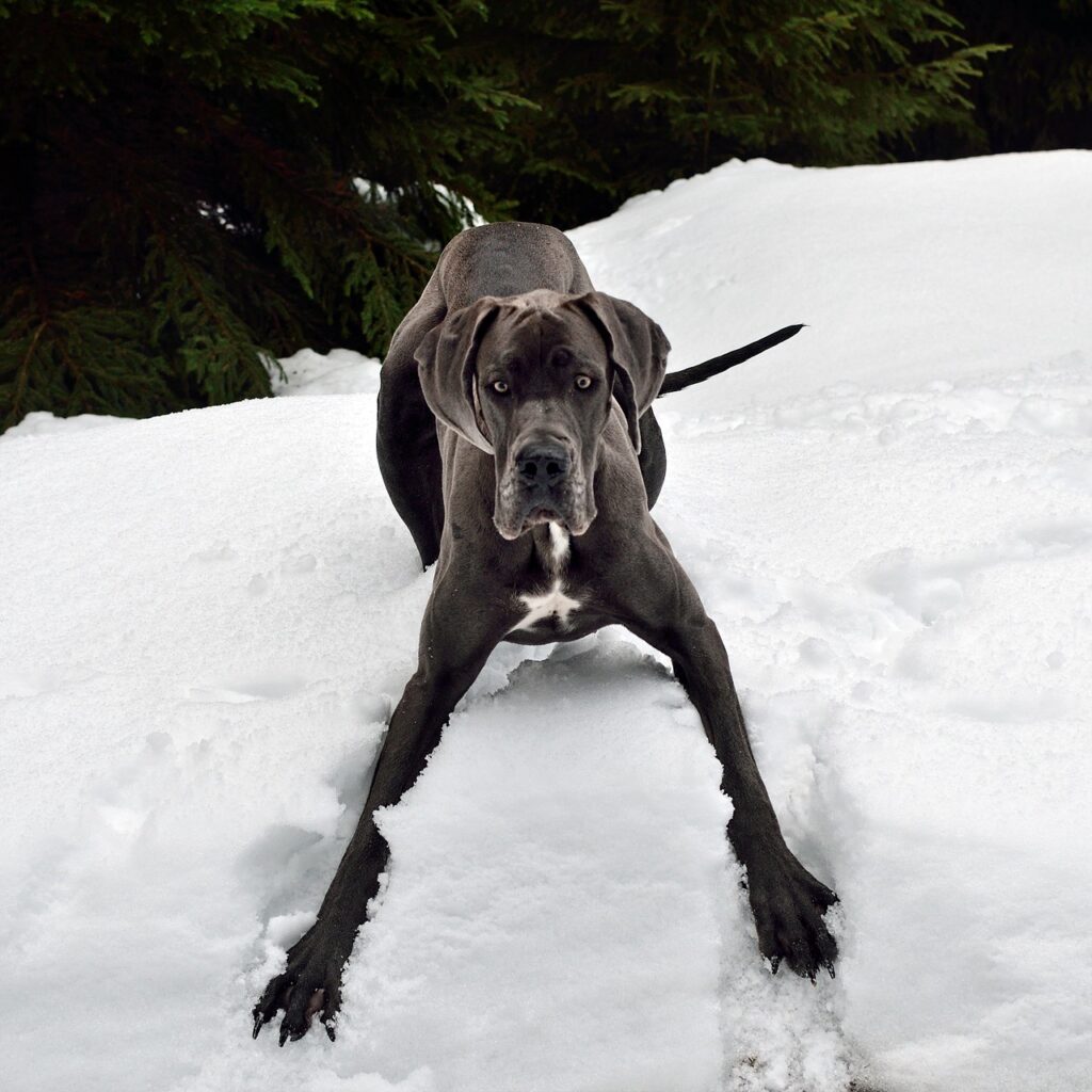 perro gran danés jugando en la nieve