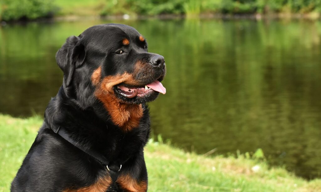 Foto en el pasto de un perro Rottweiler con la lengua afuera
