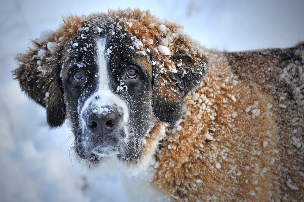 perro San Bernardo en la nive