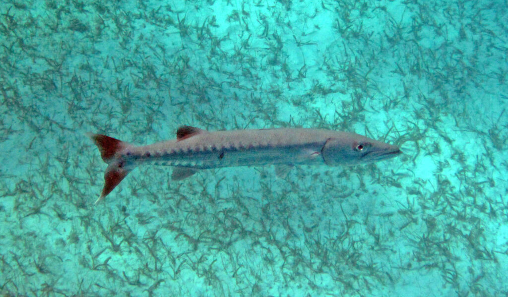 Barracuda nadando con otros peces