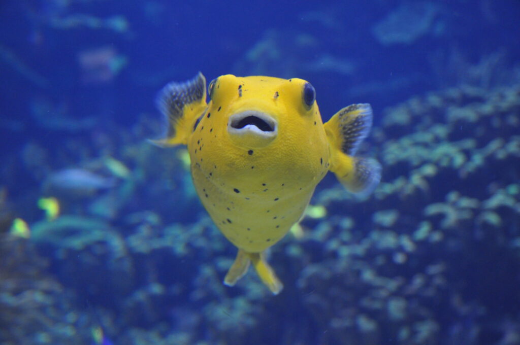 Hermosa foto de un pez globo