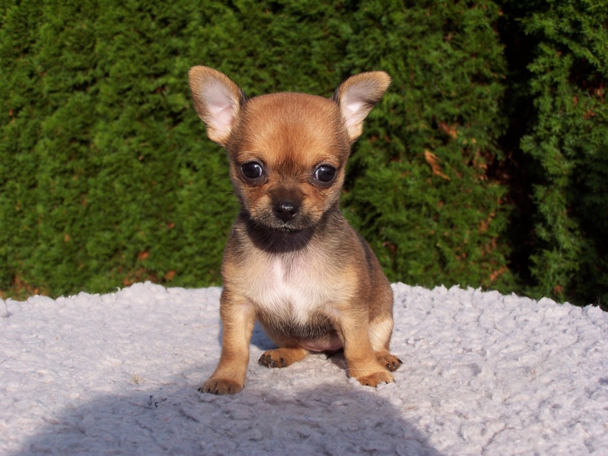 Perro Chihuahua cachorro