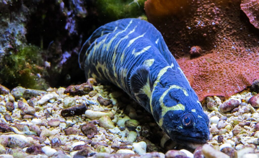 Anguila azul