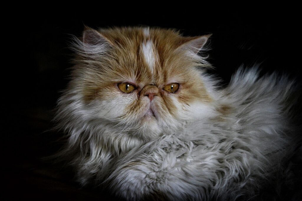 Foto callage de gato persa