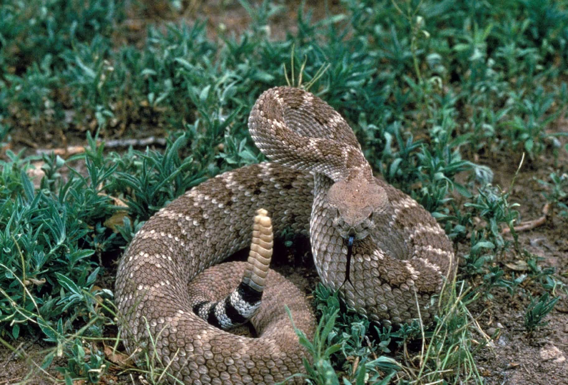Serpiente cascabel en el pasto en modo defensa