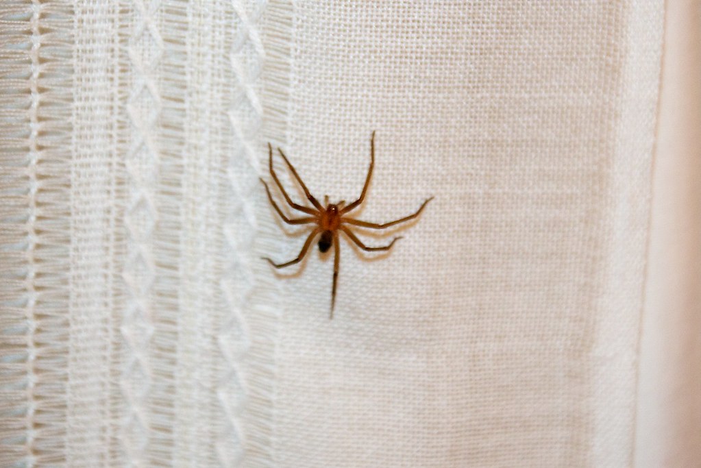 Araña violinista en una cortina de una casa