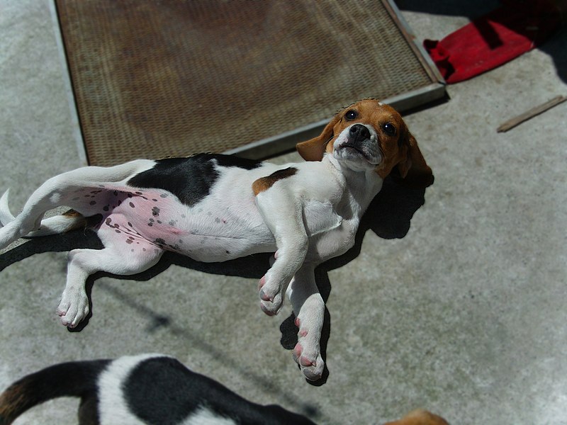 Perro Beagle acostado panza arriba
