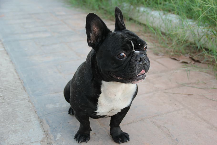 bulldog francés color negro senatado