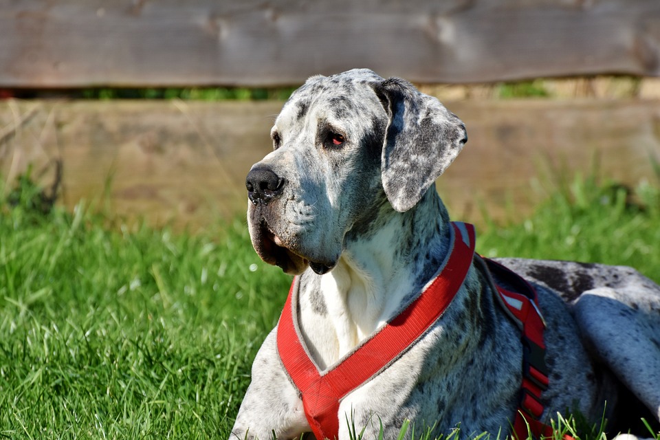 perro gran danés blanco con manchas negras y correa de color rojo sentando en el pasto