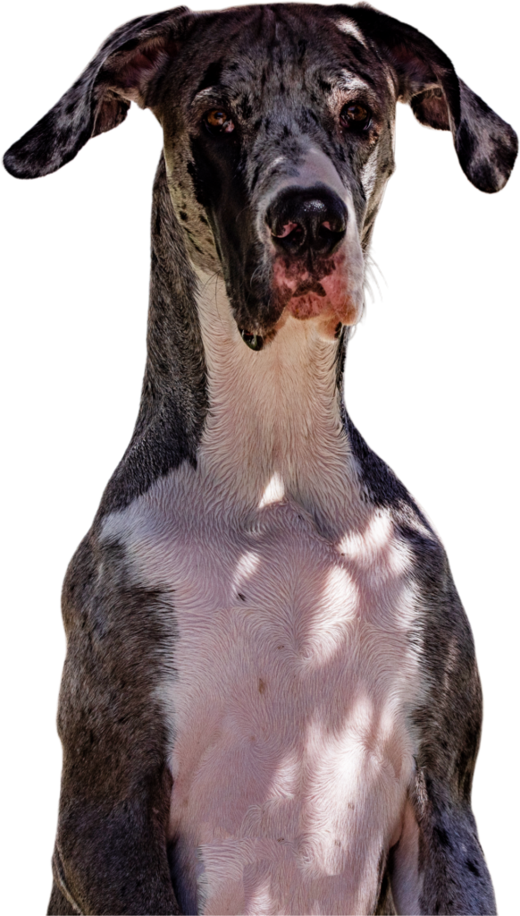 imagen de perro gran danés en png con fondo blanco