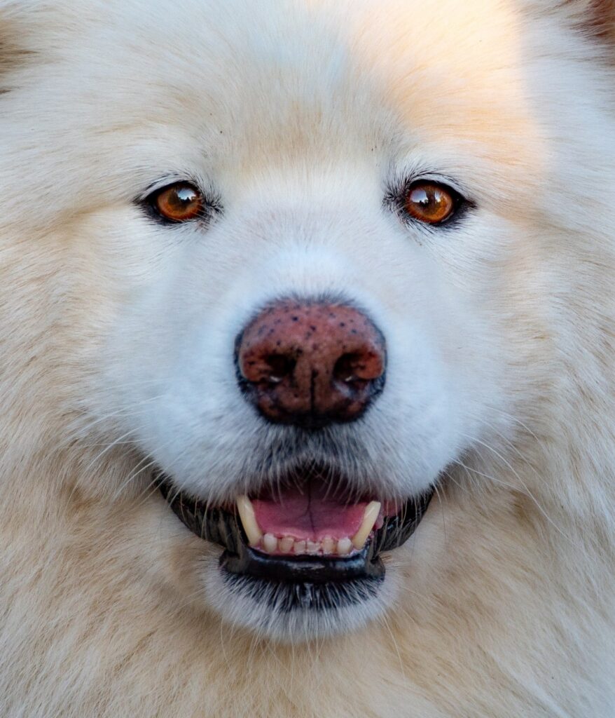 Foto de cerca de cara de un perro Samoyedo