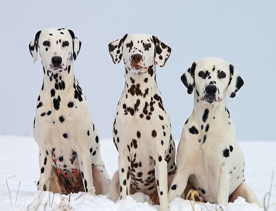 tres perros dálmatas jugando en la nieve
