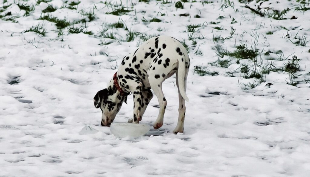 Perro dálmata jugando en la nieve
