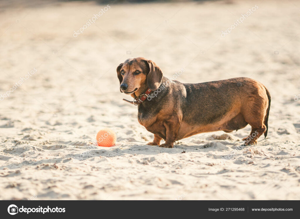 Un viejo perro salchicha marrón gordo juega con una pelota roja de goma en una playa de arena en tiempo soleado