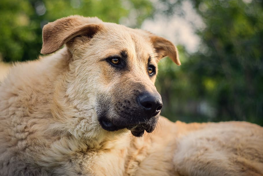 foto en calidad media de un perro pastor de anatolia