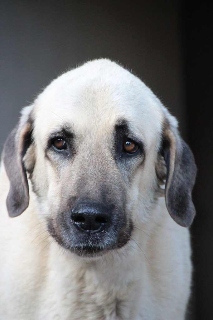 foto de frente de un perro pastor de anatolia
