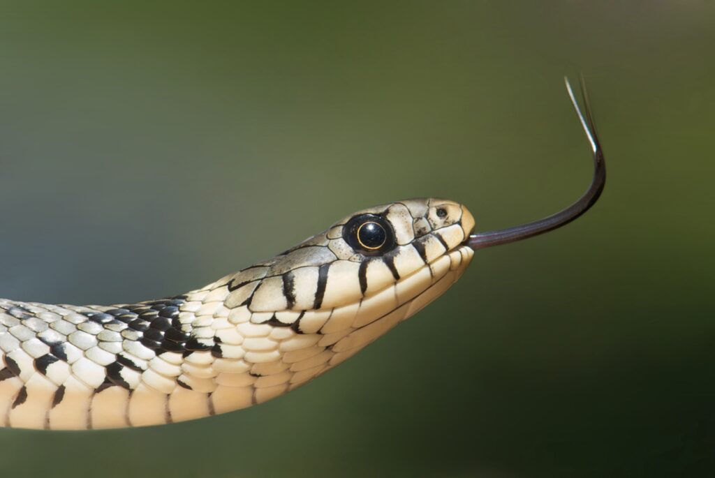 foto de portada de serpiente