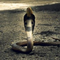Real Cobra tipos de serpientes