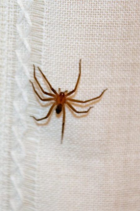 Araña violinista en una cortina de una casa