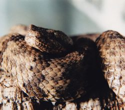 Serpientes venenosas de MEXICO