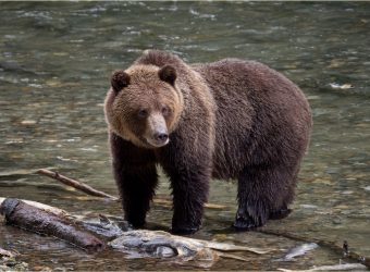 oso Grizzly bear en su estado salvaje