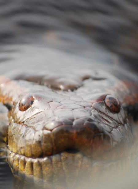Serpiente anaconda