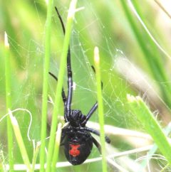 Araña Viuda Negra en pasto