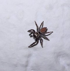 Foto de cerca de una araña saltadora