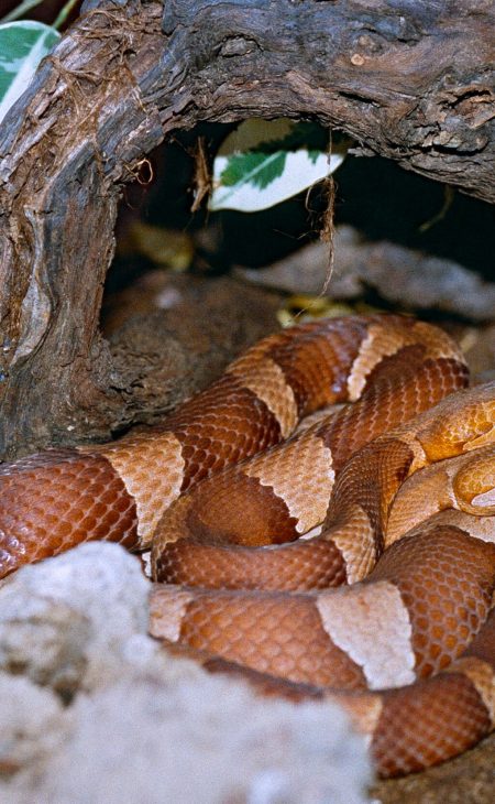 snake copperhead